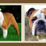 Kutyafajták : Angol Bulldog