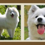 Kutyafajták : Szamojéd