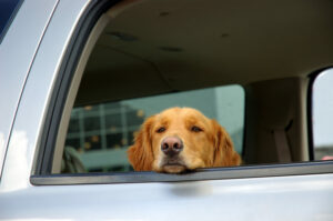 Dog-in-car-862x573