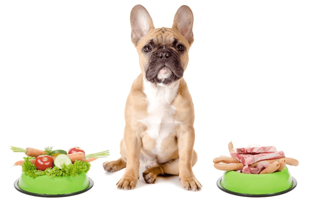 Dogs-Carnivores-or-Omnivores