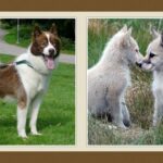 Kutyafajták : Grönlandi