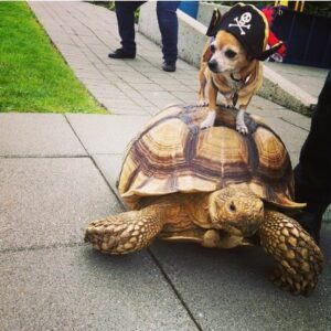 dog_ with_turtle