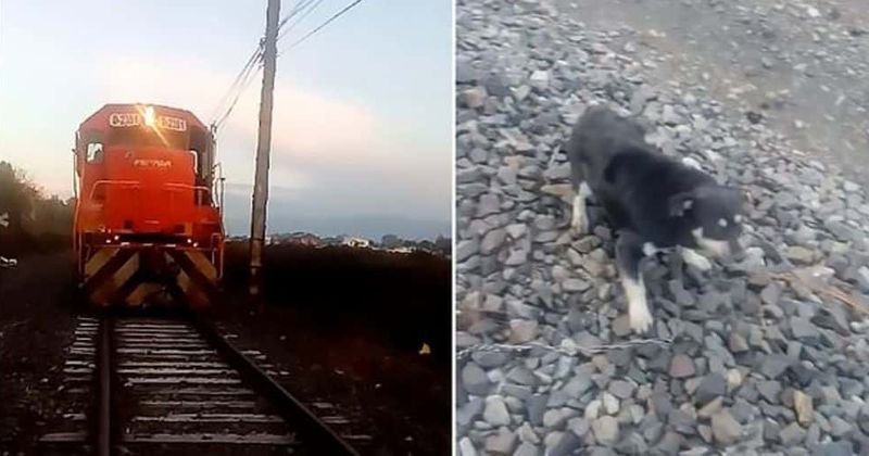 dog_with_train