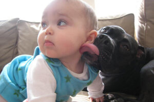 pitbul_dog_baby