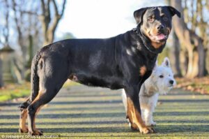 Beleszeretett-a-Westie-egy-Rottweilerbe1