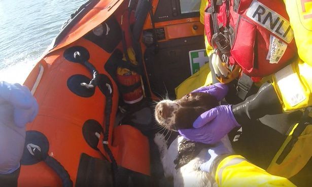 1_Dog-rescued-from-sea-after-chasing-seagulls