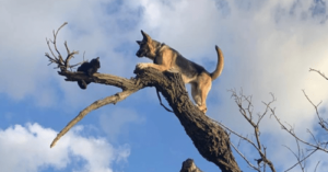 Dog-in-Tree-Featured