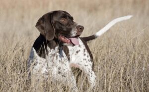 pointer_pointingdogblog_blogspot_com_2016-2