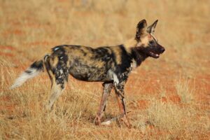 1200px-African_wild_dog_Lycaon_pictus_pictus