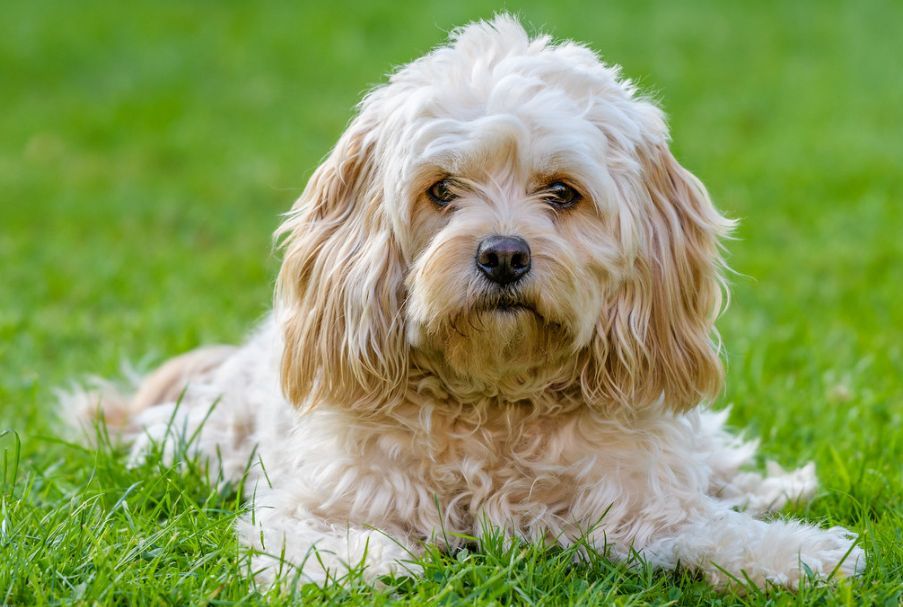 cavapoo-1