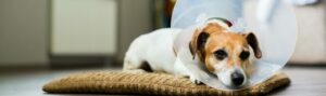 Service-dog-spay-surgery-1800x535-1024x304-1024x304-1