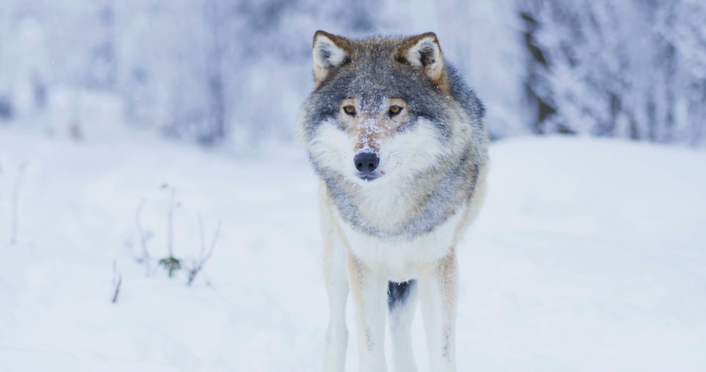 videoblocks-beautiful-wolf-in-cold-winter-landscape_hfeijik_f_thumbnail-full01-1024x540-1