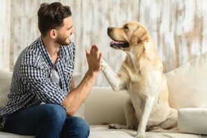 Yellow-Lab-High-Five