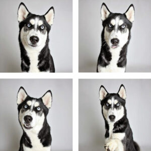 adopt-shelter-dogs-photobooth-humane-society__880