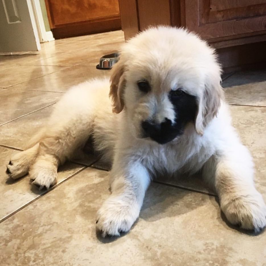 meet-enzo-the-adorable-golden-retriever-born-with-a-little-freckle-who-s-going-viral-on-instagram-01