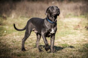 Cane-Corso