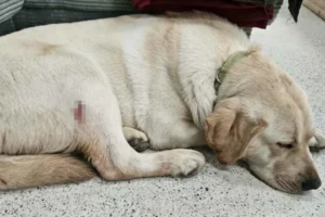 1766165717-temp-fguq8hi37ccd9ojloed_cikktorzs_xl