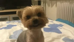 17ee86242a3142c5a271a8c60eb6b568-1024x576-1