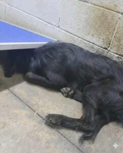 Gemini_Generated_Image_k7ffdbk7ffdbk7ff-825x1024-1