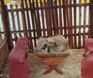 a-jaszolban-alvo-kutya-egy-kulonos-tortenet-a-karacsonyi-idoszakban-8379a2d2