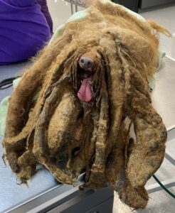 a-megmentett-uszkar-tortenete-4-kg-szorbol-a-boldogsag-fele-b00c796e