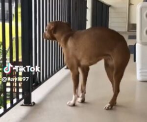 bailey-boldogsaga-az-elso-lepes-a-sajat-kertjeben-f1350595