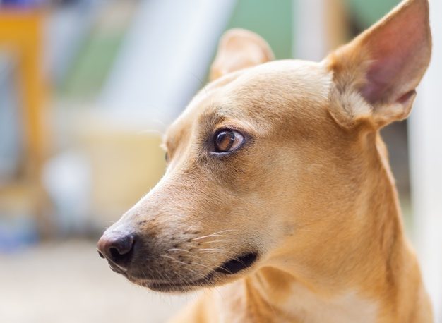 agressz&iacute;vkutya 