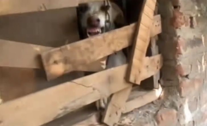 agressz&iacute;vkutya 