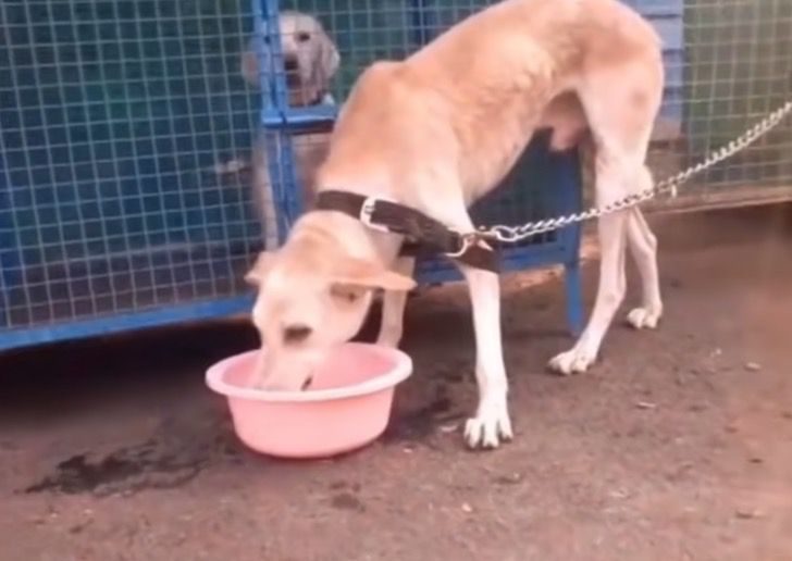 agressz&iacute;vkutya 