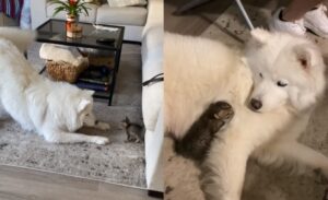 egy-szamojed-es-egy-arva-cica-kulonleges-baratsaga-812737e9