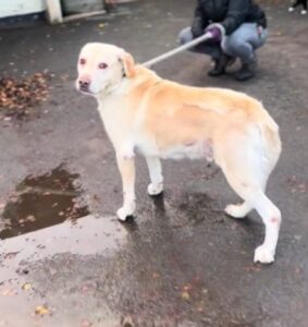 elhagyott-labrador-keresese-egy-kutya-fajdalmas-bucsuja-6eb71080