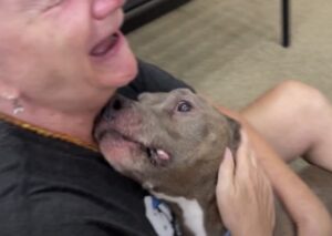 elveszett-es-megtalalt-8-ev-utan-ujra-egyutt-a-gazdi-es-pitbullja-b032070d