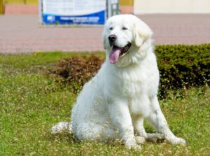 kuvasz-kutya-scaled-1
