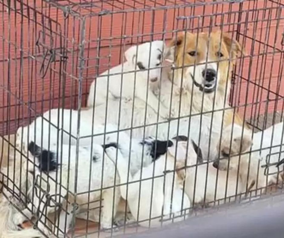 bajbajutottk&ouml;lyk&ouml;k