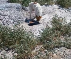 megdobbento-mentes-a-tormelek-ala-temetett-kolykok-tortenete-b4dff31f