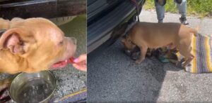 pitbullt-kidobtak-az-autobol-ujra-egyesult-a-csaladjaval-77b6e7c7