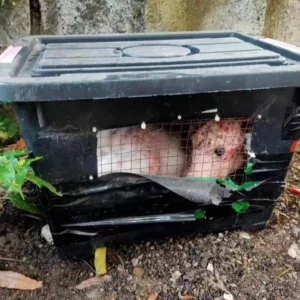 scale-4-1-1024x1024-1