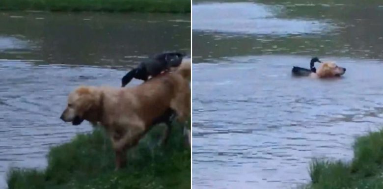 k&uuml;l&ouml;nlegesbar&aacute;ts&aacute;g 