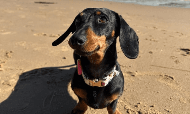 529 nap a vadonban – Valerie, a túlélő tacskó hazatért 110 1536