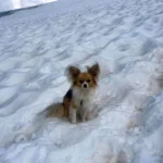 Nem a méret számít: apró kutya mentette meg gazdáját a gleccserhasadékból