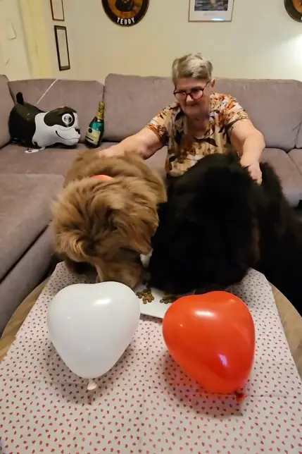 Két kutya, akiket mindenki medvének néz – és szívből szeret 135 2023 see swns story swsmbigdog 74329108