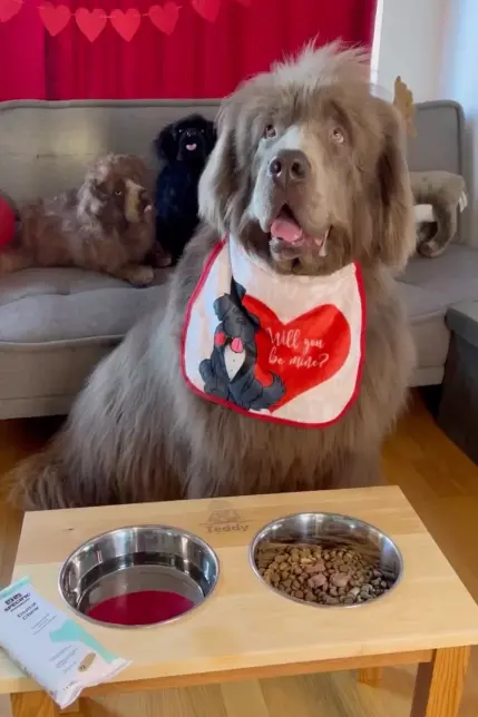 Két kutya, akiket mindenki medvének néz – és szívből szeret 136 2023 see swns story swsmbigdog 74329110