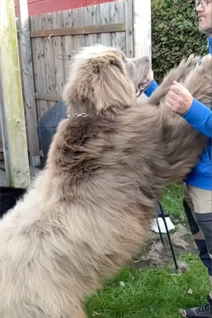 Két kutya, akiket mindenki medvének néz – és szívből szeret 137 2023 see swns story swsmbigdog 74329111