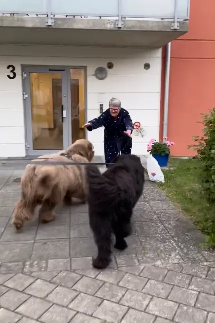 Két kutya, akiket mindenki medvének néz – és szívből szeret 138 2023 see swns story swsmbigdog 74329112