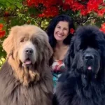 Két kutya, akiket mindenki medvének néz – és szívből szeret