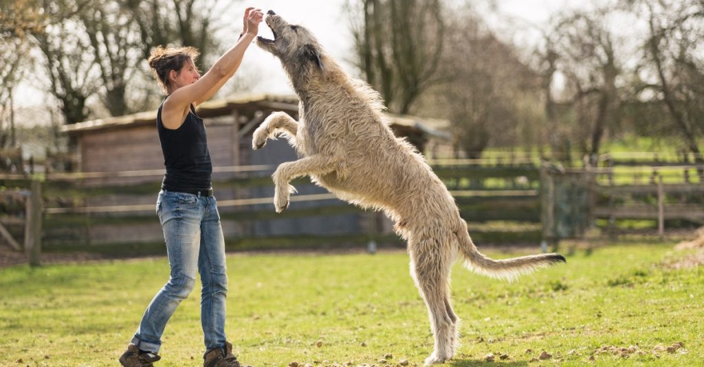2024_02_ir-farkaskutya-nagytestu-orias-jatszik-fb-1024x535-1