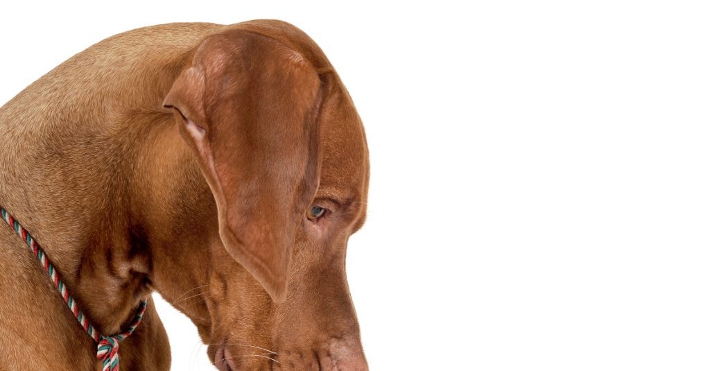 2025_02_magyar-vizsla-1-1024x535-1