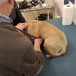 Brutális jelenet az utcán: remegő kutyát bántalmazott a gazdája Jánosházán