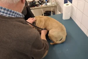 36e5e7c038964b0f8905ebc451de20b3