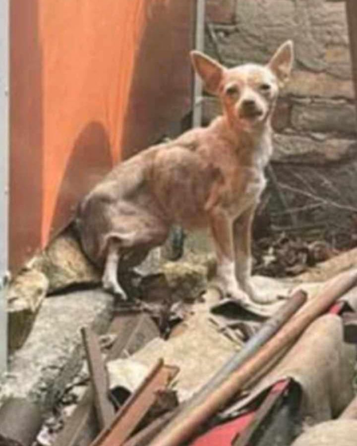 Egy csoda Székesfehérváron: a kis csivava újra otthon 115 447fc0a3417a4f40b71ee30ce6c64b78